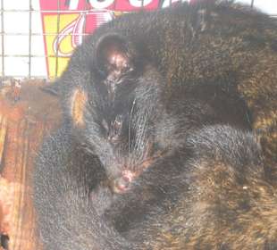 Luwak