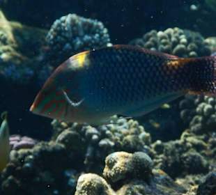 Hoteleigene Riff direkt am Strand