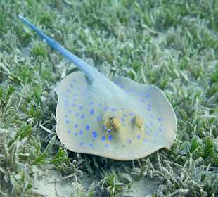 Blauounktrochen am Hausriff