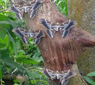 Schmetterlingshaus Mariposario del Drago