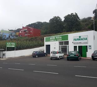 Aloe Vera Fresca Infocenter Teneriffa -  Chasna