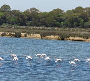 Flamingos in der Ria Formosa