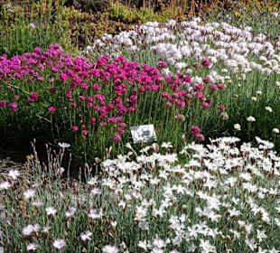 Spaziergang durch den Botanischen Garten Bremen