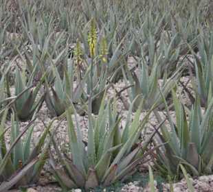 Die Aloe Vera Felder