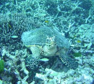 Berta die Hausriffschildkroete