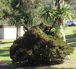Reindeer bush aling the Swan River coast