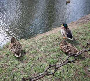 Enten am Marstallgebäude 