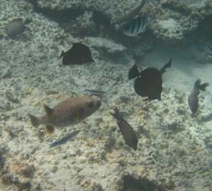 Veranda Palmar Schnorcheln