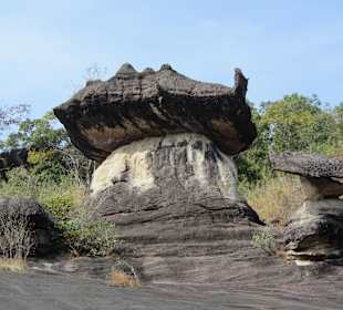 Noch ein ''Steinpilz''