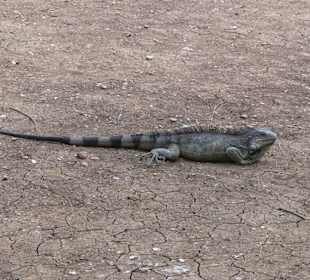 Leguan im Hof