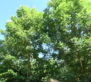 Eduard Lucas Musterobstgarten Mähringen