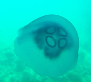 Am Korallenriff Glasbodenboot