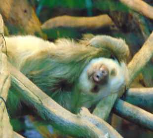 La Paz Waterfall Gardens