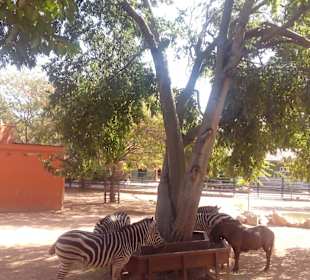 ZOO José Cruz Conde