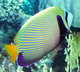 Rwelt Riff Rohanou Beach Resort