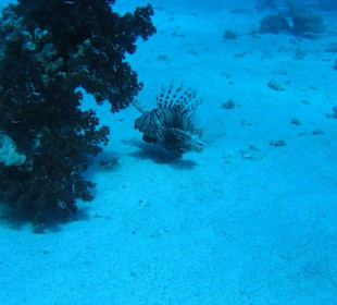 Tauchplatz Sagua Abu Galawa