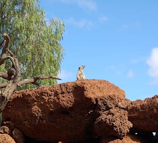 Oasis Park - surykatki