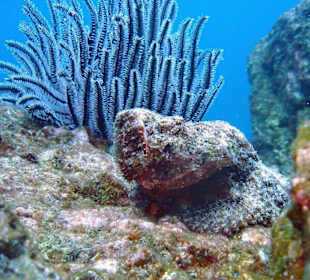 Drachenkopf mit Haarstern