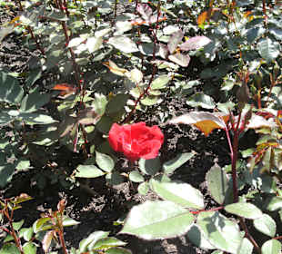 Rosengarten In der Neuen Residenz