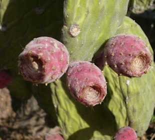 Früchte und Blüten 1