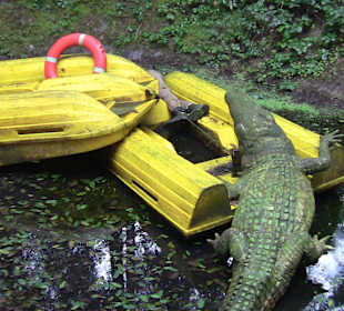 Überraschung bei der Dschungelsafari