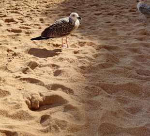 Praia de Nossa Senhora da Rocha
