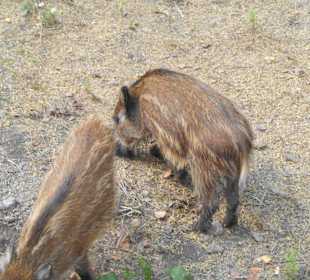 Białowieski Park Narodowy