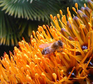 Botanischer Garten Puerto Cruz