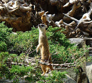 Zwierzęta w ZOO