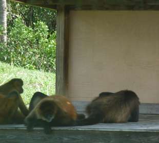 Zoo Naples