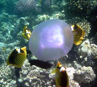 Beim Schnorcheln von der Seebrücke aus