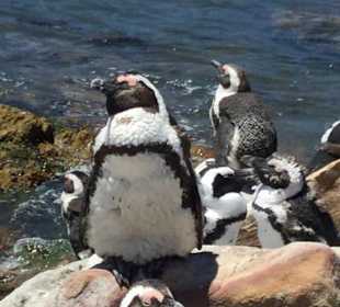 Stoney Point African Penguin Breeding Colony