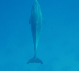 Ein schöner Rücken ...