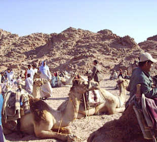 Sterne Sinai mit Kamelritt