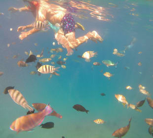 Schnorcheln Makadi Bay