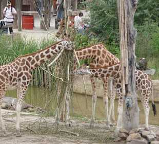Giraffen