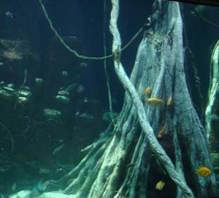Palma aquarium
