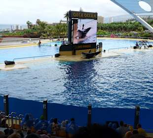 Orca Ocean Show