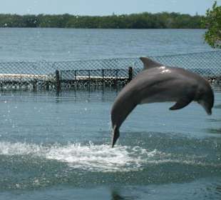 dolphin research center - Grassy Key