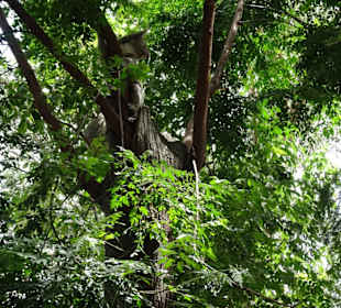 Stadtrundgang Sydney