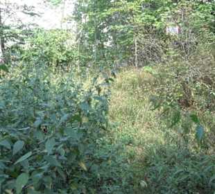 Burgruine Blankenstein