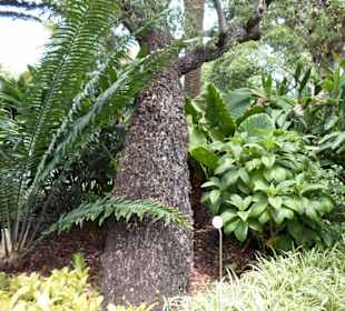 Im Jardín de aclimatación de La Orotava