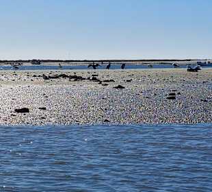 Parque Natural da Ria Formosa