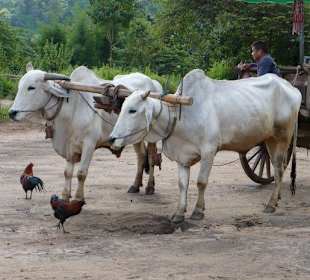 Maetang Elephant Camp