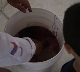 Seehase verspritzt Tinte (pink)