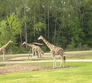 Giraffen