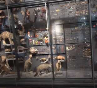Museum für Naturkunde