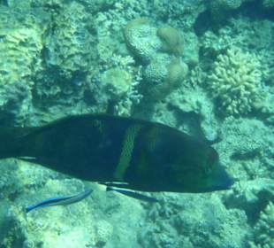 Großer Fisch