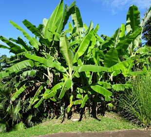 Abteilung für Nutzpflanzen