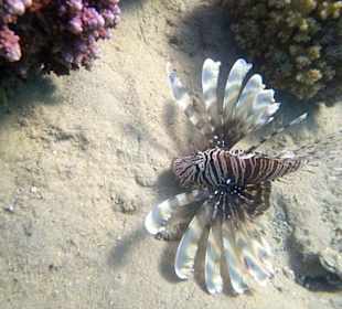 Rotfeuerfisch Pterois miles